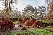 COTTESBROOKE HALL AND GARDENS, NORTHAMPTONSHIRE: SPRING, MARCH, CHERRY TREES, THE REFLECTING POOL, CLIPPED BEECH TOPIARY