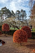 COTTESBROOKE HALL AND GARDENS, NORTHAMPTONSHIRE: SPRING, MARCH, CHERRY TREES, THE REFLECTING POOL, CLIPPED BEECH TOPIARY