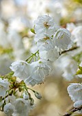 COTTESBROOKE HALL AND GARDENS, NORTHAMPTONSHIRE: SPRING, MARCH, WHITE FLOWERS, BLOOMS OF CHERRY, PRUNUS