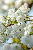 COTTESBROOKE HALL AND GARDENS, NORTHAMPTONSHIRE: SPRING, MARCH, WHITE FLOWERS, BLOOMS OF CHERRY, PRUNUS