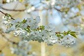 COTTESBROOKE HALL AND GARDENS, NORTHAMPTONSHIRE: SPRING, MARCH, WHITE FLOWERS, BLOOMS OF CHERRY, PRUNUS