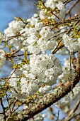 COTTESBROOKE HALL AND GARDENS, NORTHAMPTONSHIRE: SPRING, MARCH, WHITE FLOWERS, BLOOMS OF CHERRY, PRUNUS