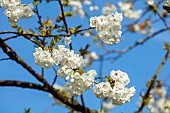COTTESBROOKE HALL AND GARDENS, NORTHAMPTONSHIRE: SPRING, MARCH, WHITE FLOWERS, BLOOMS OF CHERRY, PRUNUS