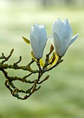 COTTESBROOKE HALL AND GARDENS, NORTHAMPTONSHIRE: SPRING, MARCH, WHITE FLOWERS, BLOOMS OF MAGNOLIAS