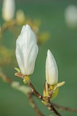 COTTESBROOKE HALL AND GARDENS, NORTHAMPTONSHIRE: SPRING, MARCH, WHITE FLOWERS, BLOOMS OF MAGNOLIAS