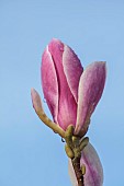 COTTESBROOKE HALL AND GARDENS, NORTHAMPTONSHIRE: SPRING, MARCH, PINK FLOWERS, BLOOMS OF MAGNOLIAS