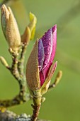 COTTESBROOKE HALL AND GARDENS, NORTHAMPTONSHIRE: SPRING, MARCH, PINK FLOWERS, BLOOMS OF MAGNOLIAS