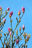 COTTESBROOKE HALL AND GARDENS, NORTHAMPTONSHIRE: SPRING, MARCH, PINK FLOWERS, BLOOMS OF MAGNOLIAS