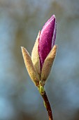 COTTESBROOKE HALL AND GARDENS, NORTHAMPTONSHIRE: SPRING, MARCH, PINK FLOWERS, BLOOMS OF MAGNOLIAS