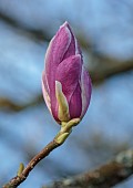 COTTESBROOKE HALL AND GARDENS, NORTHAMPTONSHIRE: SPRING, MARCH, PINK FLOWERS, BLOOMS OF MAGNOLIAS