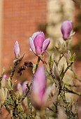 COTTESBROOKE HALL AND GARDENS, NORTHAMPTONSHIRE: SPRING, MARCH, PINK FLOWERS, BLOOMS OF MAGNOLIAS