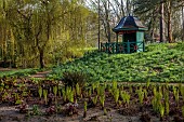 COTTESBROOKE HALL AND GARDENS, NORTHAMPTONSHIRE: SPRING, MARCH, THE WILD GARDEN, STREAM, SHUTTLECOCK FERNS, MATTEUCIA STRUTHIOPTERIS