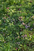 COTTESBROOKE HALL AND GARDENS, NORTHAMPTONSHIRE: SPRING, MARCH, THE WILD GARDEN, PRIMULAS ON GRASS BANK