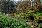 COTTESBROOKE HALL AND GARDENS, NORTHAMPTONSHIRE: SPRING, MARCH, THE WILD GARDEN, STREAM, SHUTTLECOCK FERNS, MATTEUCIA STRUTHIOPTERIS, WOODEN BRIDGE