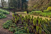 COTTESBROOKE HALL AND GARDENS, NORTHAMPTONSHIRE: SPRING, MARCH, THE WILD GARDEN, STREAM, SHUTTLECOCK FERNS, MATTEUCIA STRUTHIOPTERIS, WOODEN BRIDGE
