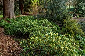 COTTESBROOKE HALL AND GARDENS, NORTHAMPTONSHIRE: SPRING, MARCH, THE WILD GARDEN, FLOWERS OF SKIMMIA KEW GREEN