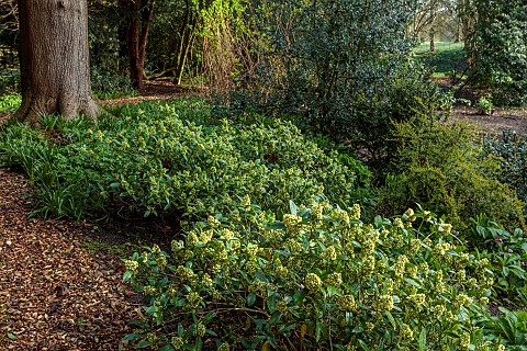 COTTESBROOKE_HALL_AND_GARDENS_NORTHAMPTONSHIRE_SPRING_MARCH_THE_WILD_GARDEN_FLOWERS_OF_SKIMMIA_KEW_G