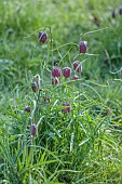 COTTESBROOKE HALL AND GARDENS, NORTHAMPTONSHIRE: SPRING, MARCH, THE WILD GARDEN, FLOWERS OF SNAKES HEAD FRITILLARY, FRITILLARIA MELEAGRIS