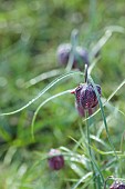 COTTESBROOKE HALL AND GARDENS, NORTHAMPTONSHIRE: SPRING, MARCH, THE WILD GARDEN, FLOWERS OF SNAKES HEAD FRITILLARY, FRITILLARIA MELEAGRIS