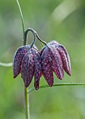 COTTESBROOKE HALL AND GARDENS, NORTHAMPTONSHIRE: SPRING, MARCH, THE WILD GARDEN, FLOWERS OF SNAKES HEAD FRITILLARY, FRITILLARIA MELEAGRIS