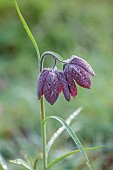 COTTESBROOKE HALL AND GARDENS, NORTHAMPTONSHIRE: SPRING, MARCH, THE WILD GARDEN, FLOWERS OF SNAKES HEAD FRITILLARY, FRITILLARIA MELEAGRIS
