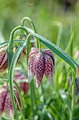 COTTESBROOKE HALL AND GARDENS, NORTHAMPTONSHIRE: SPRING, MARCH, THE WILD GARDEN, FLOWERS OF SNAKES HEAD FRITILLARY, FRITILLARIA MELEAGRIS