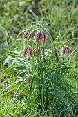COTTESBROOKE HALL AND GARDENS, NORTHAMPTONSHIRE: SPRING, MARCH, THE WILD GARDEN, FLOWERS OF SNAKES HEAD FRITILLARY, FRITILLARIA MELEAGRIS