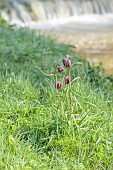 COTTESBROOKE HALL AND GARDENS, NORTHAMPTONSHIRE: SPRING, MARCH, THE WILD GARDEN, FLOWERS OF SNAKES HEAD FRITILLARY, FRITILLARIA MELEAGRIS