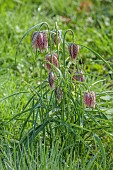 COTTESBROOKE HALL AND GARDENS, NORTHAMPTONSHIRE: SPRING, MARCH, THE WILD GARDEN, FLOWERS OF SNAKES HEAD FRITILLARY, FRITILLARIA MELEAGRIS