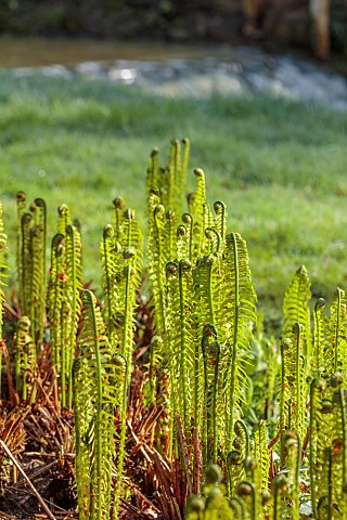 COTTESBROOKE_HALL_AND_GARDENS_NORTHAMPTONSHIRE_SPRING_MARCH_THE_WILD_GARDEN_GREEN_LEAVES_FOLIAGE_OF_