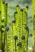 COTTESBROOKE HALL AND GARDENS, NORTHAMPTONSHIRE: SPRING, MARCH, THE WILD GARDEN, GREEN LEAVES, FOLIAGE OF MATTEUCIA STRUTHIOPTERIS