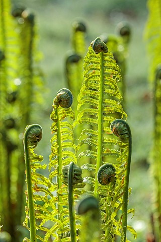 COTTESBROOKE_HALL_AND_GARDENS_NORTHAMPTONSHIRE_SPRING_MARCH_THE_WILD_GARDEN_GREEN_LEAVES_FOLIAGE_OF_