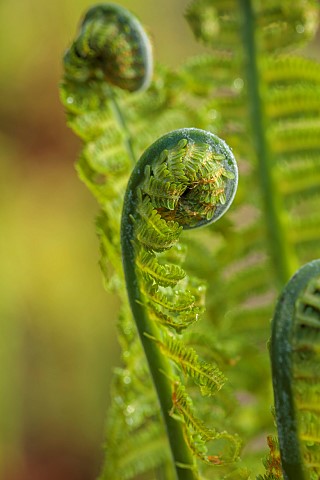 COTTESBROOKE_HALL_AND_GARDENS_NORTHAMPTONSHIRE_SPRING_MARCH_THE_WILD_GARDEN_GREEN_LEAVES_FOLIAGE_OF_