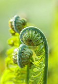 COTTESBROOKE HALL AND GARDENS, NORTHAMPTONSHIRE: SPRING, MARCH, THE WILD GARDEN, GREEN LEAVES, FOLIAGE OF MATTEUCIA STRUTHIOPTERIS