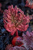 COTTESBROOKE HALL AND GARDENS, NORTHAMPTONSHIRE: SPRING, MARCH, THE WILD GARDEN, PURPLE LEAVES, FOLIAGE OF RHEUM PALMATUM ATROSANGUINEUM
