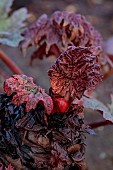 COTTESBROOKE HALL AND GARDENS, NORTHAMPTONSHIRE: SPRING, MARCH, THE WILD GARDEN, PURPLE LEAVES, FOLIAGE OF RHEUM PALMATUM ATROSANGUINEUM