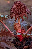 COTTESBROOKE HALL AND GARDENS, NORTHAMPTONSHIRE: SPRING, MARCH, THE WILD GARDEN, PURPLE LEAVES, FOLIAGE OF RHEUM PALMATUM ATROSANGUINEUM