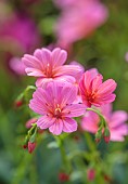 ASHWOOD NURSERIES, WEST MIDLANDS: PINK FLOWERS OF LEWISIA COLUMBIANA ROSEA