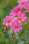 ASHWOOD NURSERIES, WEST MIDLANDS: PINK FLOWERS OF LEWISIA COLUMBIANA ROSEA