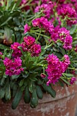 ASHWOOD NURSERIES, WEST MIDLANDS: PINK FLOWERS OF LEWISIA COTYLEDON MAGENTA