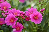 ASHWOOD NURSERIES, WEST MIDLANDS: PINK FLOWERS OF LEWISIA COTYLEDON MAGENTA