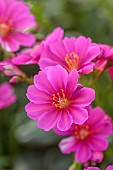 ASHWOOD NURSERIES, WEST MIDLANDS: PINK FLOWERS OF LEWISIA COTYLEDON MAGENTA