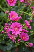 ASHWOOD NURSERIES, WEST MIDLANDS: PINK FLOWERS OF LEWISIA COTYLEDON MAGENTA