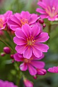 ASHWOOD NURSERIES, WEST MIDLANDS: PINK FLOWERS OF LEWISIA COTYLEDON MAGENTA