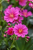 ASHWOOD NURSERIES, WEST MIDLANDS: PINK FLOWERS OF LEWISIA COTYLEDON MAGENTA