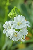 ASHWOOD NURSERIES, WEST MIDLANDS: PINK FLOWERS OF LEWISIA COTYLEDON WHITE