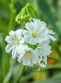 ASHWOOD NURSERIES, WEST MIDLANDS: WHITE FLOWERS OF LEWISIA COTYLEDON WHITE