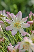 ASHWOOD NURSERIES, WEST MIDLANDS: FLOWERS OF LEWISIA TWEEDYI APRICOT