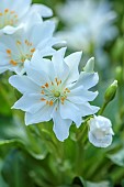 ASHWOOD NURSERIES, WEST MIDLANDS: FLOWERS OF LEWISIA TWEEDYI ALBA