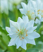 ASHWOOD NURSERIES, WEST MIDLANDS: FLOWERS OF LEWISIA TWEEDYI ALBA